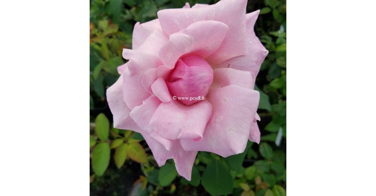 LIBERTÉ dam blus OPAL - Rosa Flowers
